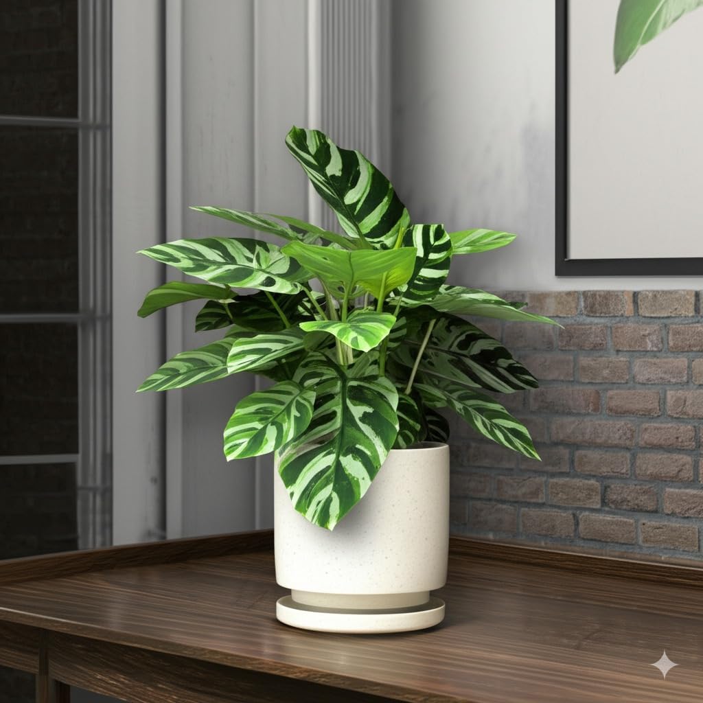 Nihow 5.7 Inch Plant Pot White
